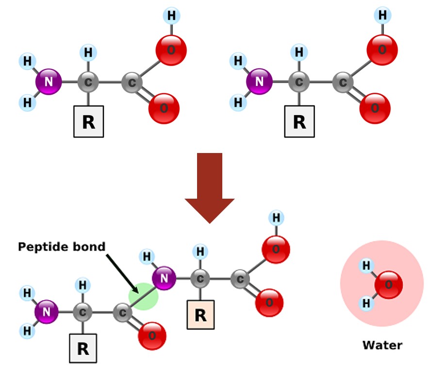 Proteins Wize University Biology Textbook Wizeprep