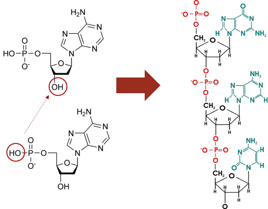 Nucleic Acids Wize University Biology Textbook Wizeprep
